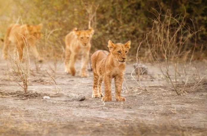 Best Safaris In Africa,the travel A world,https://www.thetravelaworld.com/?p=1153