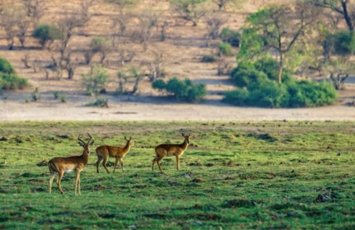 Safari Adventures in Serengeti National Park, Tanzania,the travel A world,https://www.thetravelaworld.com/